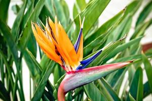flor strelitzia exótica e colorida foto
