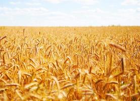 detalhe de pico amarelo de campo de trigo ao ar livre foto