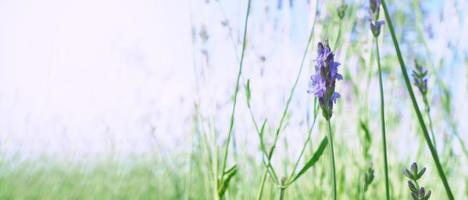 campos de lavanda florescem em hokkaido japão para relaxar no verão ou na primavera. foto