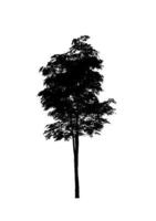 silhueta de árvore isolada para pincel no fundo branco foto