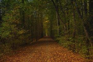 árvores da floresta com calçada de folhas caídas no outono foto