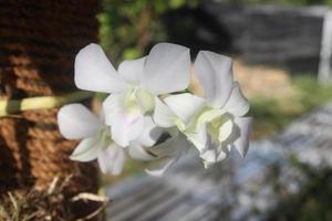 foco seletivo de lindas flores de orquídea dendrobium bigibbum verdes brancas florescendo no jardim em fundo desfocado. foto