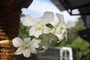 foco seletivo de lindas flores de orquídea dendrobium bigibbum verdes brancas florescendo no jardim em fundo desfocado. foto