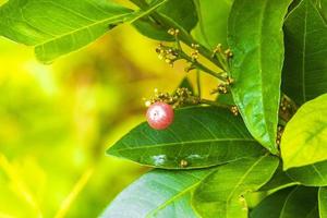 natureza tropical com palmeiras flores plantas na floresta da selva tailândia. foto