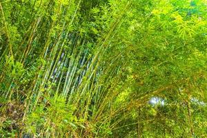 verde amarelo bambu árvores floresta tropical na ilha de phuket tailândia. foto