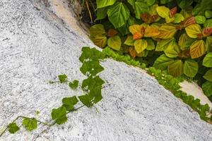 natureza tropical com palmeiras flores plantas na floresta da selva tailândia. foto