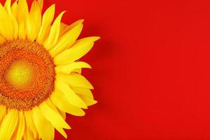 flor de girassol amarela em uma vista superior de fundo vermelho. foto