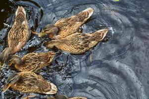 um bando de muitas belas aves aquáticas selvagens de patos com filhotes patinhos com bico e asas nada no contexto da água no rio lago lagoa mar e nenúfares verdes foto