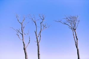 lindos galhos nus de árvores mortas contra o fundo do céu azul vibrante, vista de perto foto