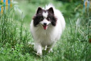 cachorro spitz da pomerânia foto