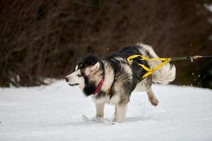 correndo cachorro malamute na corrida de cães de trenó foto