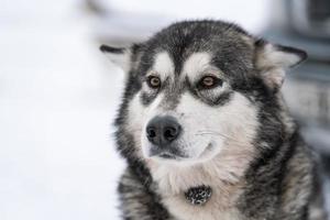 retrato de cachorro rouco, fundo de inverno nevado. animal de estimação engraçado andando antes do treinamento de cães de trenó. foto