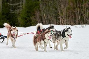 correndo cão husky na corrida de cães de trenó foto