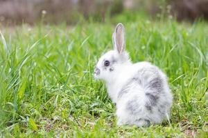 coelho fofo branco na grama verde. coelhinho da Páscoa. pequena lebre bonita em um prado verde foto