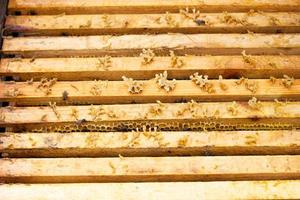 abelhas em evidência rastejam em molduras de madeira, fundo natural fechado. foto
