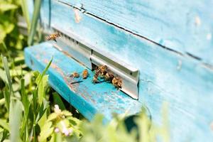 as abelhas voam de ulick em um dia ensolarado. abelhas trazem mel para a evidência de perto foto