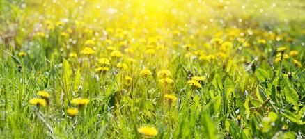 panorama do campo de leão amarelo. flores silvestres amarelas. dentes de leão sazonais, temporada de primavera foto