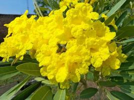 bela natureza com plantas selvagens que adornam foto