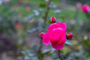 uma bela flor rosa em um galho de uma roseira em um jardim ou parque. foto