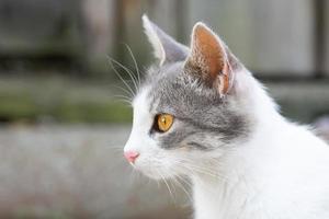 gato bonito brincando no parque em dia chuvoso. foto