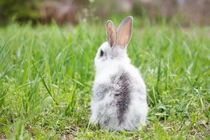 coelho fofo branco na grama verde. coelhinho da Páscoa. pequena lebre bonita em um prado verde foto