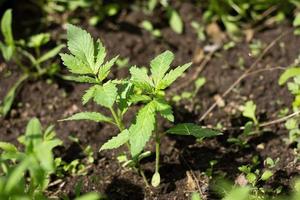 um pequeno arbusto de cânhamo. cânhamo crescente. droga ilegal foto