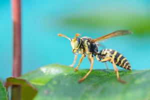 a vespa está sentada em folhas verdes. a perigosa vespa comum listrada amarela e preta senta-se nas folhas foto
