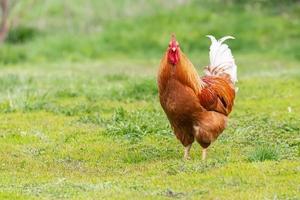 lindo galo em pé na grama em background.rooster verde natureza turva vai cantar. foto