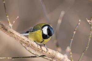 grande tit close up parus major foto