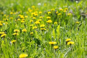 campo de close-up de leão amarelo. flores silvestres amarelas. dentes de leão sazonais, temporada de primavera foto