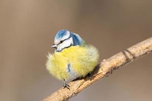 um chapim azul cyanistes caeruleus empoleirado foto