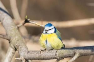 um chapim azul cyanistes caeruleus empoleirado foto