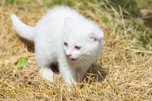 gato branco na grama foto