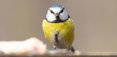 um chapim azul cyanistes caeruleus empoleirado foto