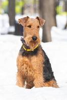 terrier de galês na neve branca foto