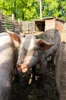 suinocultura criação e criação de suínos domésticos. foto