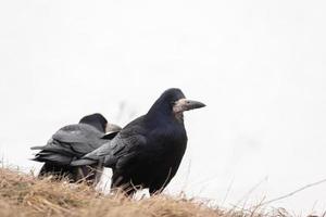 torre, corvus frugilegus. bela foto de torre na neve..