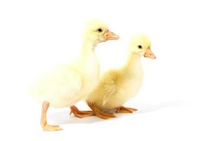 dois ganso amarelo isolado. pequenos gansos caseiros. foto