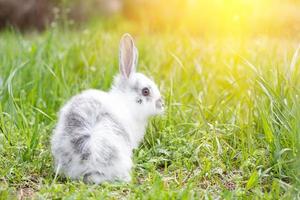 coelho fofo branco na grama verde. coelhinho da Páscoa. pequena lebre bonita em um prado verde foto