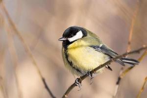 grande tit close up parus major foto