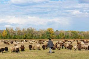 ovelhas e cordeiro na grama verde.. foto