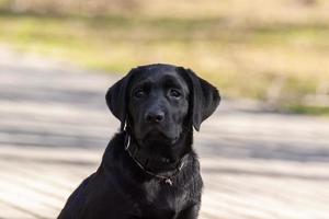 filhote de labrador retriever na grama foto