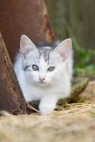 gato cinza branco no caçador de grama foto