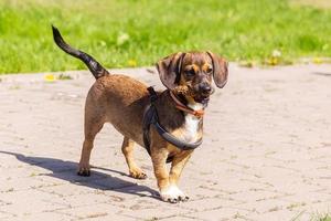 dachshund miniatura em pé na grama longa foto