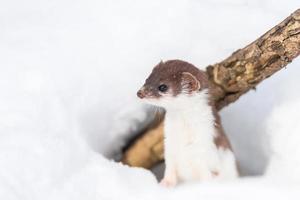 menos doninha mustela nivalis em março nevado foto