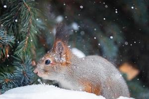 esquilo vermelho sentado em um galho de árvore na floresta de inverno e mordiscando sementes no fundo de árvores cobertas de neve.. foto