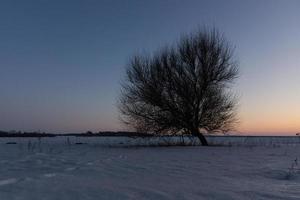 árvore solitária ao pôr do sol em uma paisagem de inverno foto