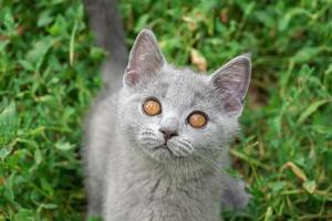 gatinho fofo cinza fofo ao ar livre. primeiros passos do gatinho... foto