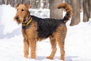 terrier de galês na neve branca foto