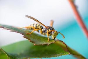 a vespa está sentada em folhas verdes. a perigosa vespa comum listrada de amarelo e preto senta-se nas folhas.
